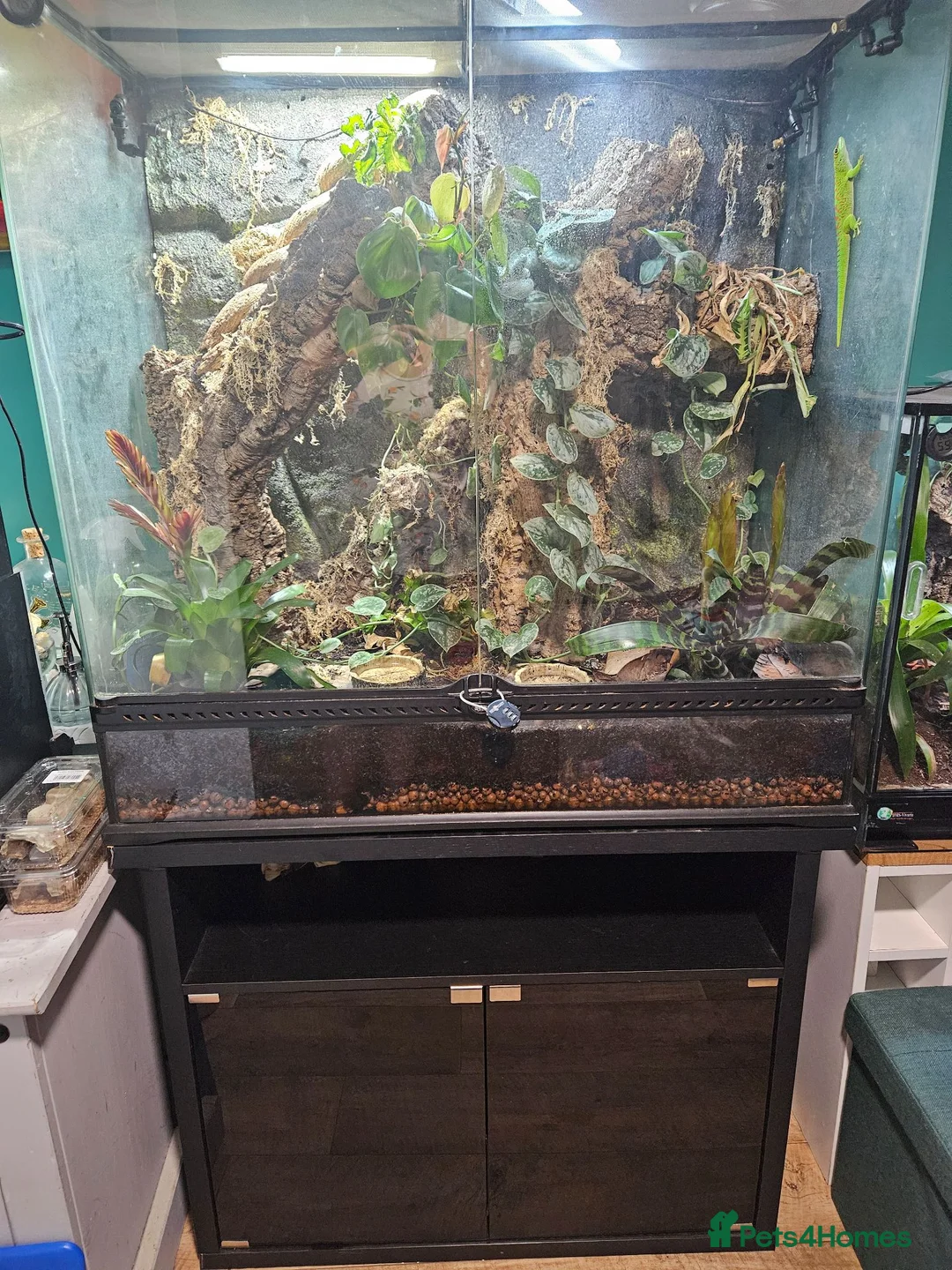 Gecko reptiles for sale: Madagascan Giant Day Gecko & terrarium  - Advert 2