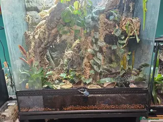 Gecko reptiles Madagascan giant day gecko terrarium & stand - Advert 1