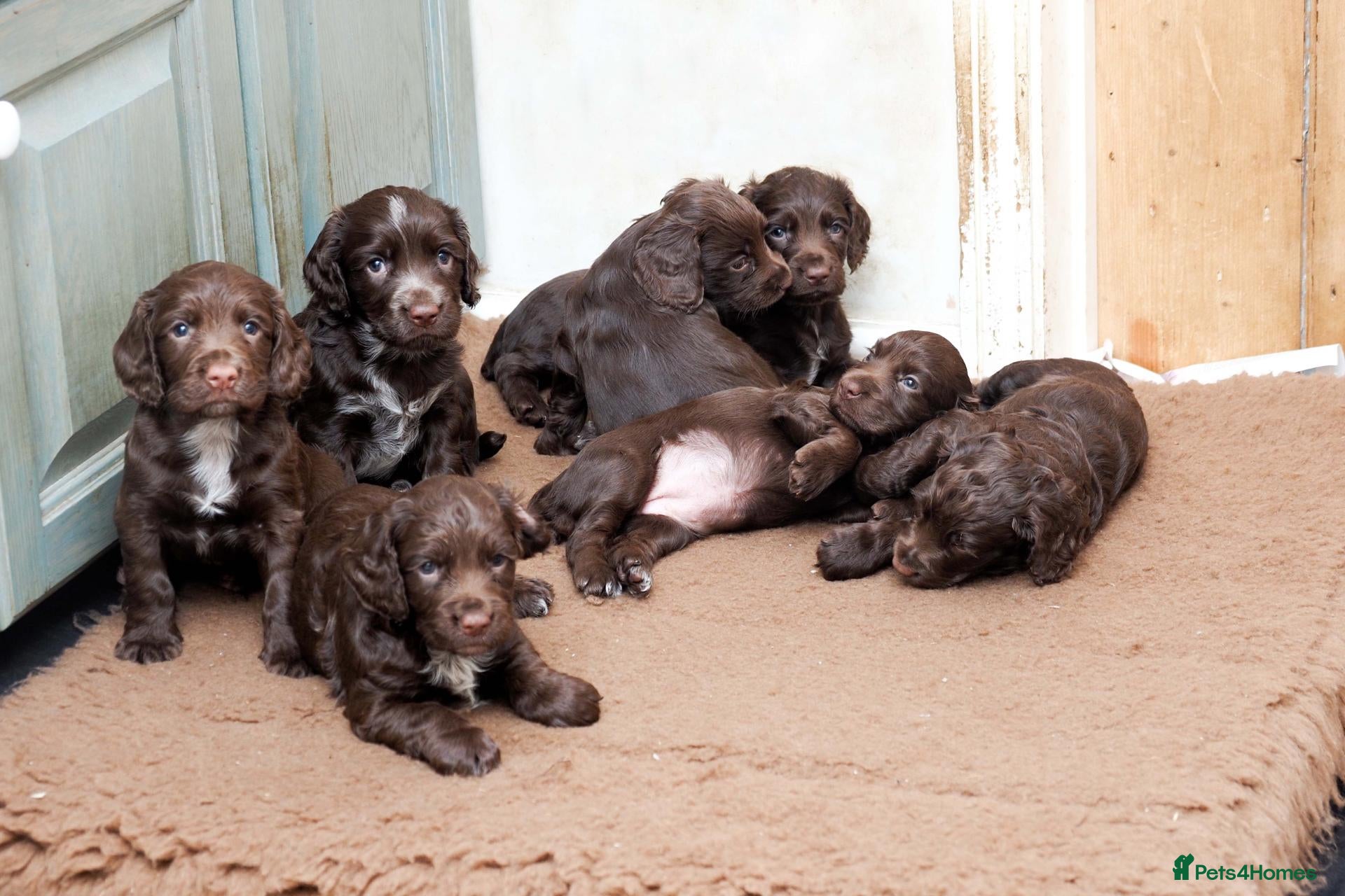 Sprocker dogs for sale: SPROCKER PUPPIES - Advert 1