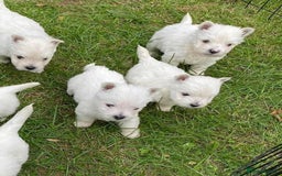 West Highland Terrier dogs for sale: 🤍🐾 Adorable Westie Pups Looking for Homes!🐶🌼 - Image 1