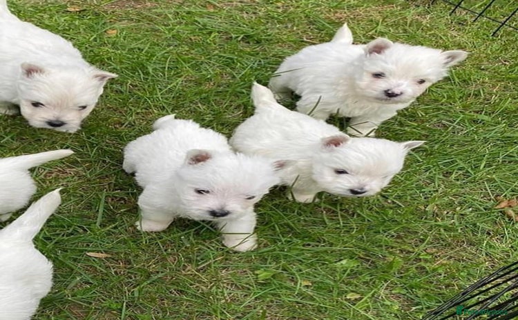 West Highland Terrier dogs - Advert 1