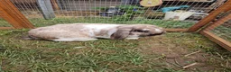 Dwarf Lop rabbits for sale: Dwarf lop/big mini lop rabbit boy - Advert 4
