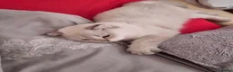 Scottish Fold cats for sale: Scottish fold kitten 4months old beautiful boy in London - Advert 2