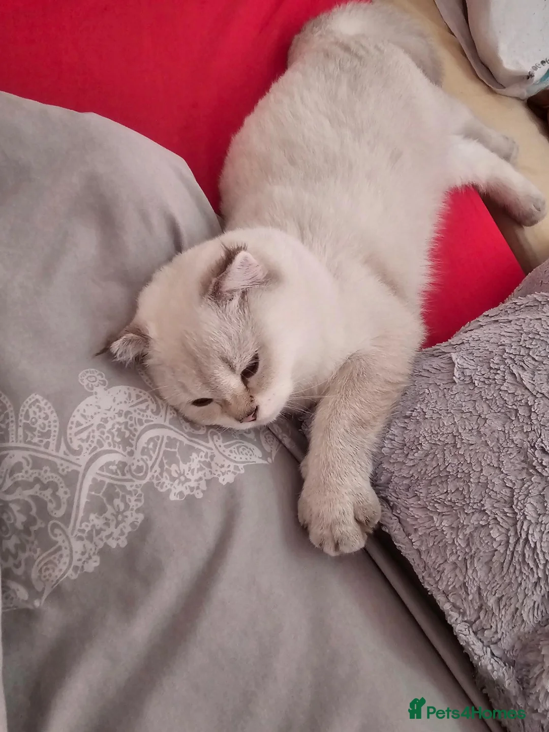 Scottish Fold cats for sale: Scottish fold kitten 4months old beautiful boy in London - Advert 2