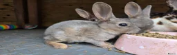 Rex rabbits for sale: Mini Rex and DwarfxRex - Advert 7