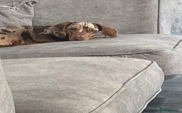 Miniature Dachshund dogs for stud: Chocolate and tan dapple for stud - Image 3