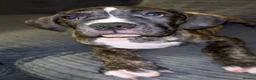 Mixed Breed dogs for sale: Bandogge mastiff pups  - Advert 12