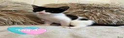 Mixed Breed cats for sale: Blue bengal kittens 🐈‍⬛🏠 - Advert 17