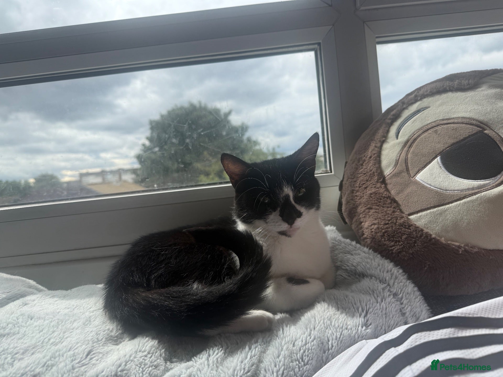 Mixed Breed cats 5 year old girl needs a home asap - Advert 1