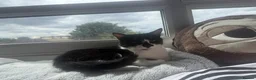 Mixed Breed cats for sale: 5 year old girl needs a home asap in South Shields - Advert 1