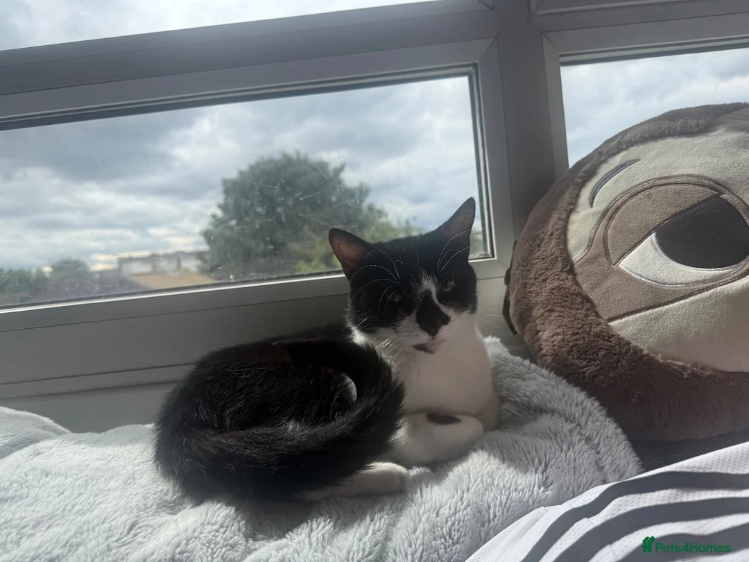 Mixed Breed cats for sale: 5 year old girl needs a home asap in South Shields - Advert 1