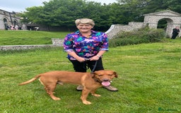 Labrador Retriever dogs for stud: Proven Fox Red Labrador for stud in Lewes - Image 12