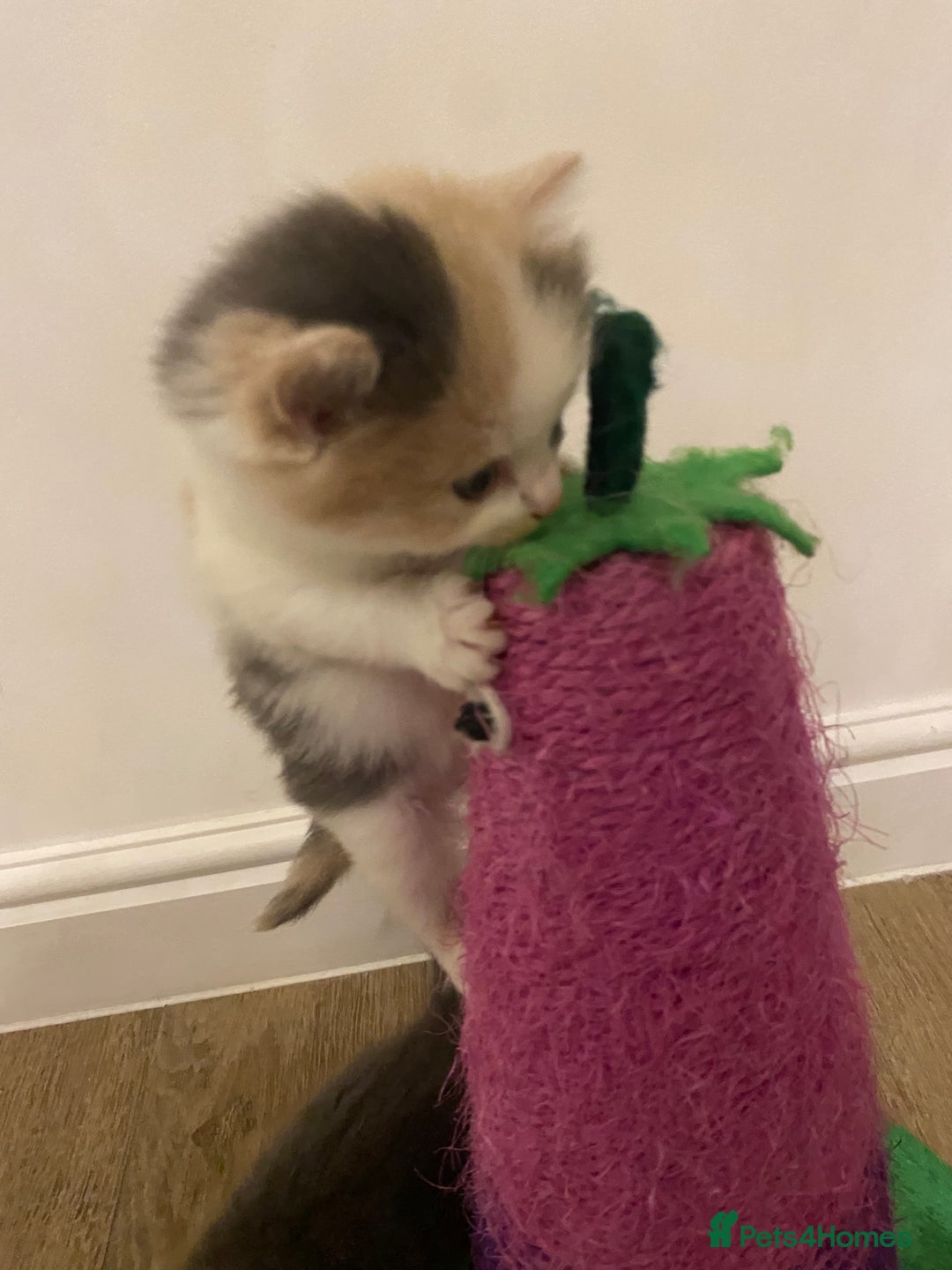 American Shorthair cats for sale: 4 amazingly beautiful kittens - Advert 4