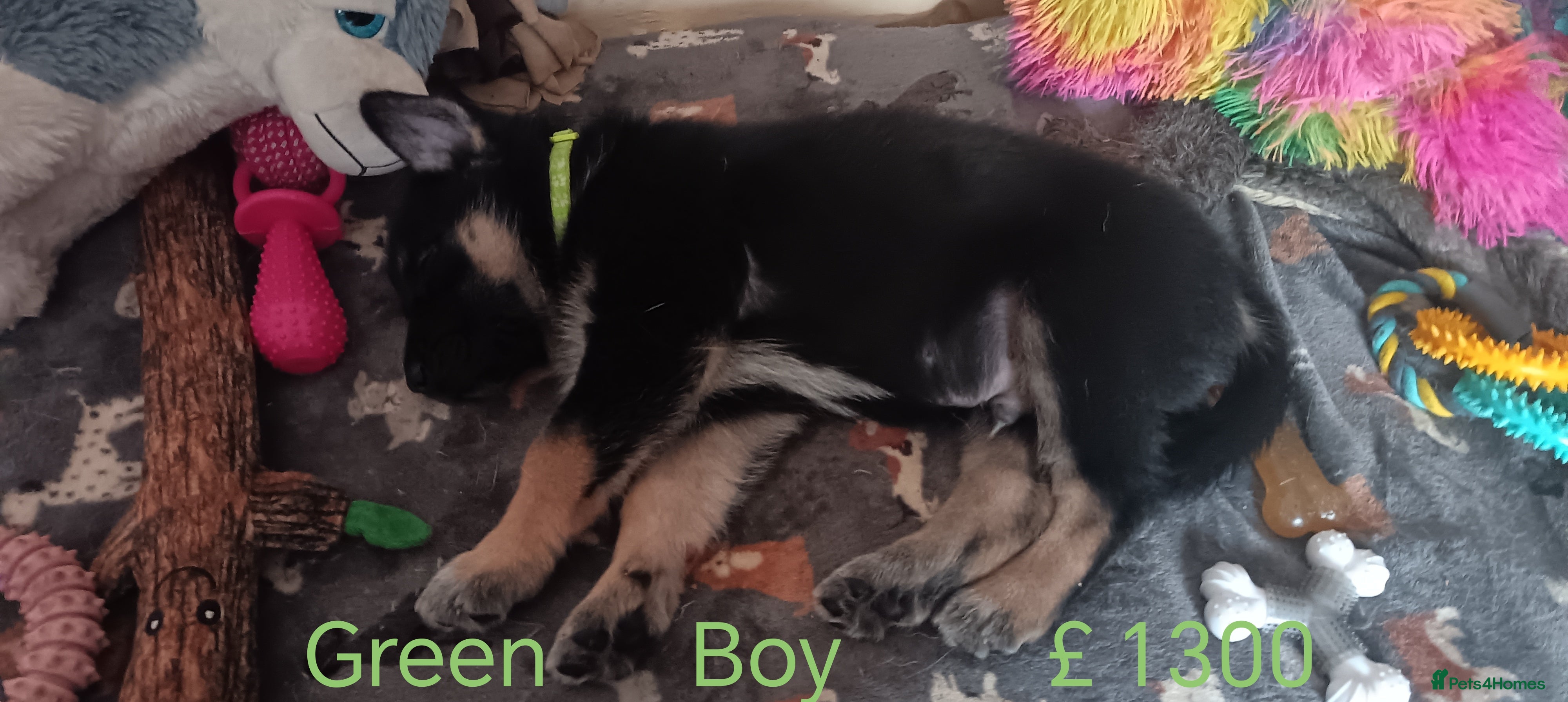 Shepsky dogs 7 Beautiful Shepsky puppies.  - Advert 11