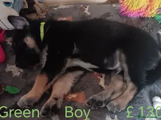 Shepsky dogs 7 Beautiful Shepsky puppies. - Advert 11