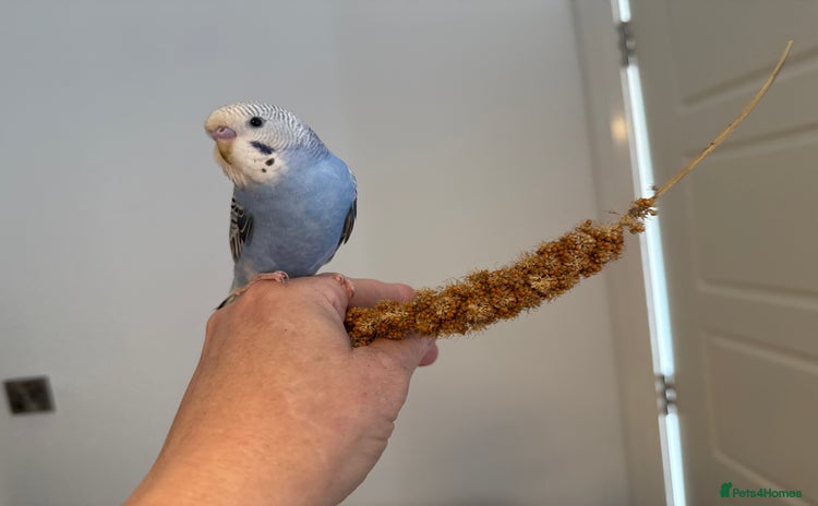 Budgerigars birds - Advert 1