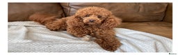 Toy Poodle dogs for stud: Health tested fox red toy poodle stud  in Stevenage - Advert 4