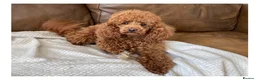 Toy Poodle dogs for stud: Health tested fox red toy poodle stud  in Stevenage - Advert 4