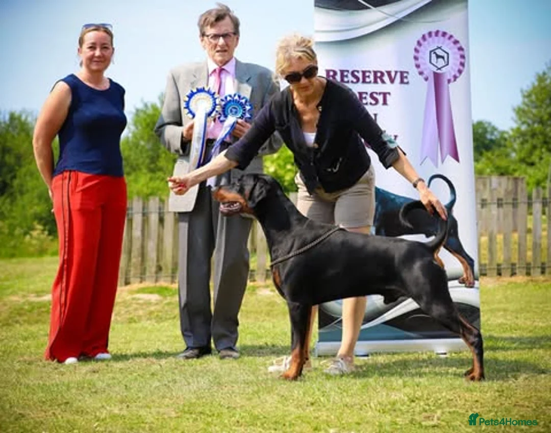 Dobermann dogs for sale: Kennel Club & Health Tested Dobermann Puppies  in Chorley - Advert 7