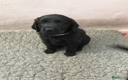 Flat coated Retriever dogs for sale: Flat coated x golden retriever puppies - Image 2
