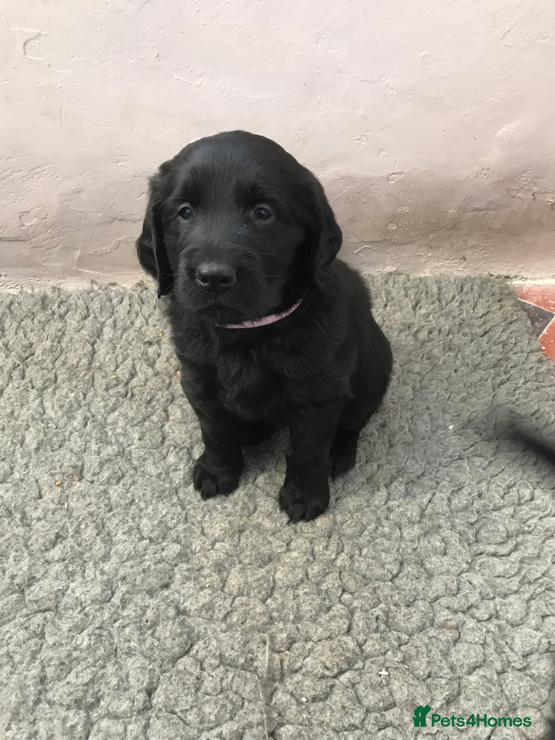 Flat coated Retriever dogs for sale: Flat coated x golden retriever puppies - Image 2