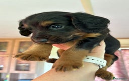 Cocker Spaniel dogs for stud: KC REGISTERED RED COCKER SPANIEL STUD PROVEN in Southampton - Image 5