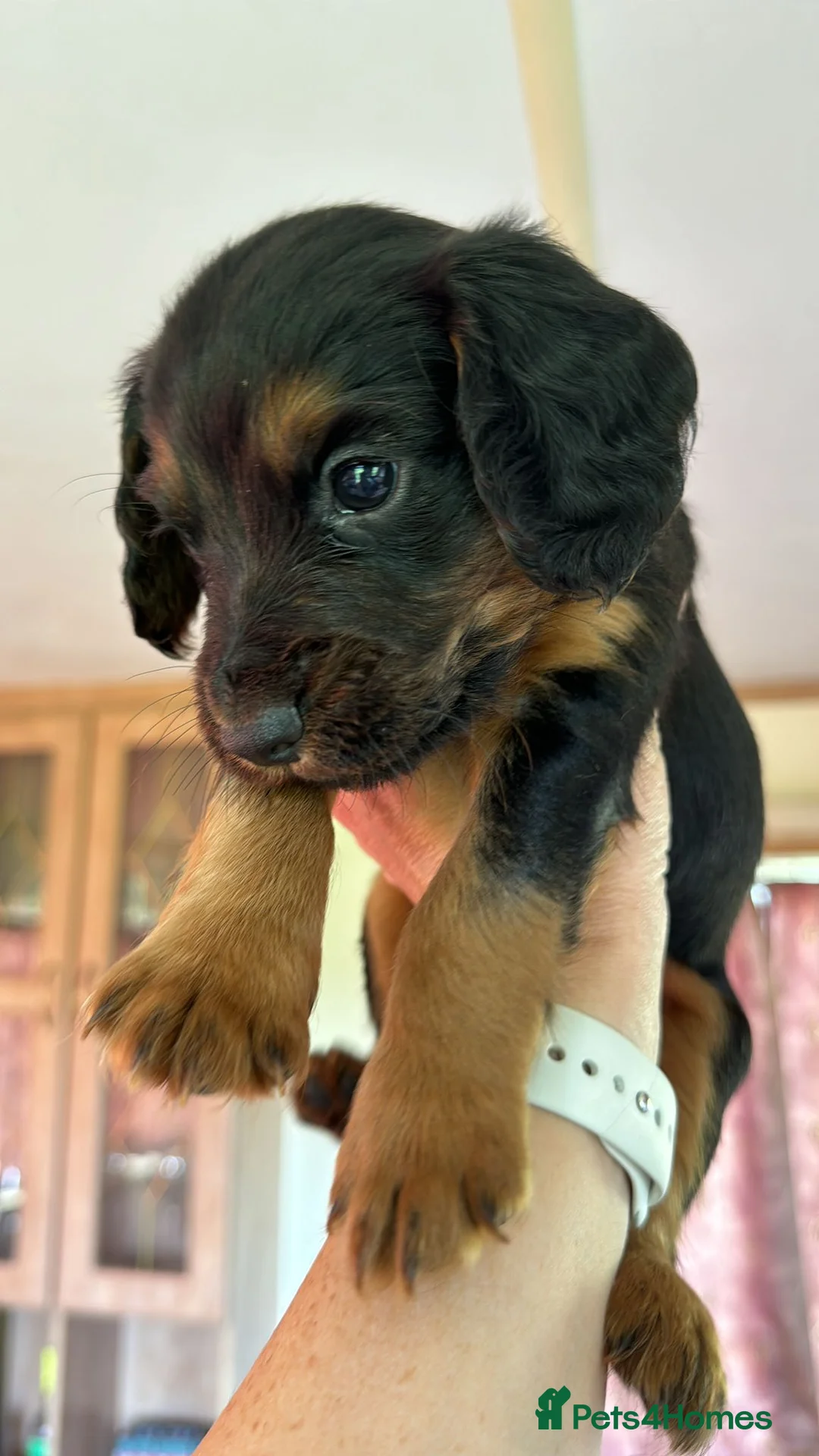 Cocker Spaniel dogs for stud: KC REGISTERED RED COCKER SPANIEL STUD PROVEN in Southampton - Advert 5