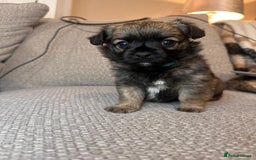 Mixed Breed dogs for sale: puppies for sale - Advert 4