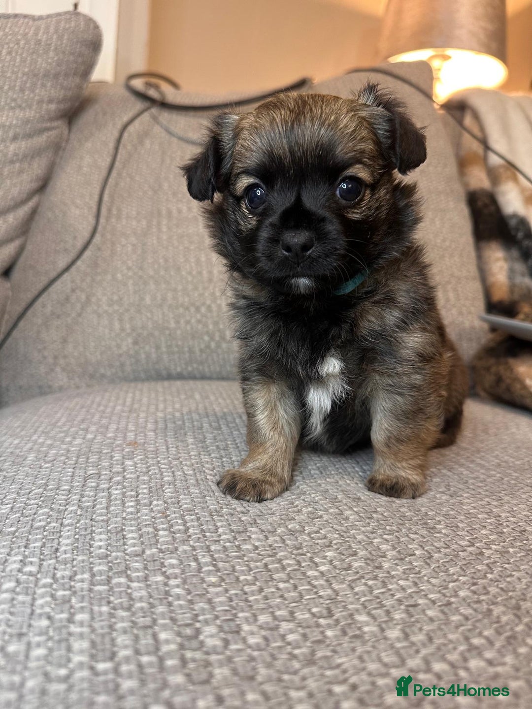 Mixed Breed dogs for sale: puppies for sale - Advert 4