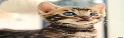 Bengal cats for sale: CUTE BROWN BENGAL MALE KITTENS - Advert 11