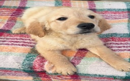 Golden Retriever dogs for sale: KC health checked outstanding temperaments  - Advert 18