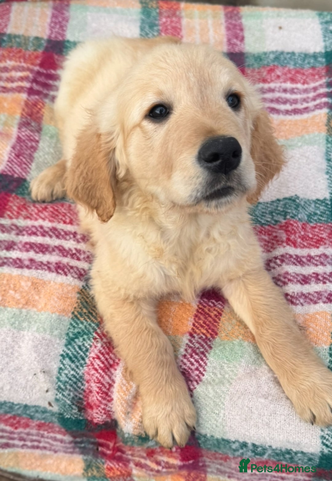 Golden Retriever dogs for sale: KC health checked outstanding temperaments  - Advert 18