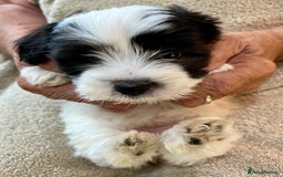 Coton De Tulear dogs for sale: Beautiful Coton de Tulear Puppies - Image 12