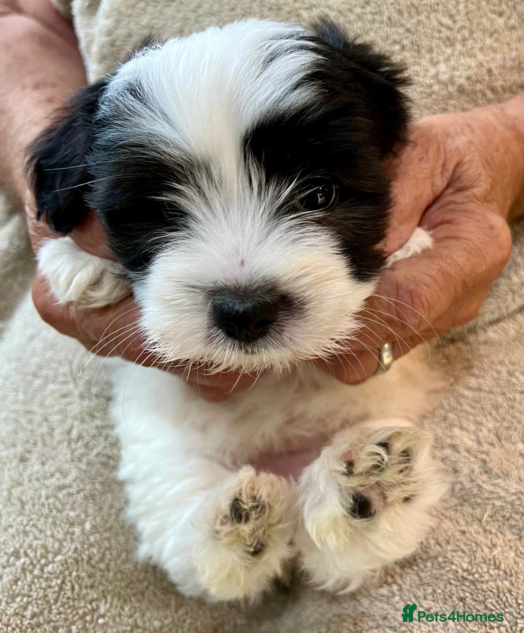 Coton De Tulear dogs for sale: Beautiful Coton de Tulear Puppies - Image 12