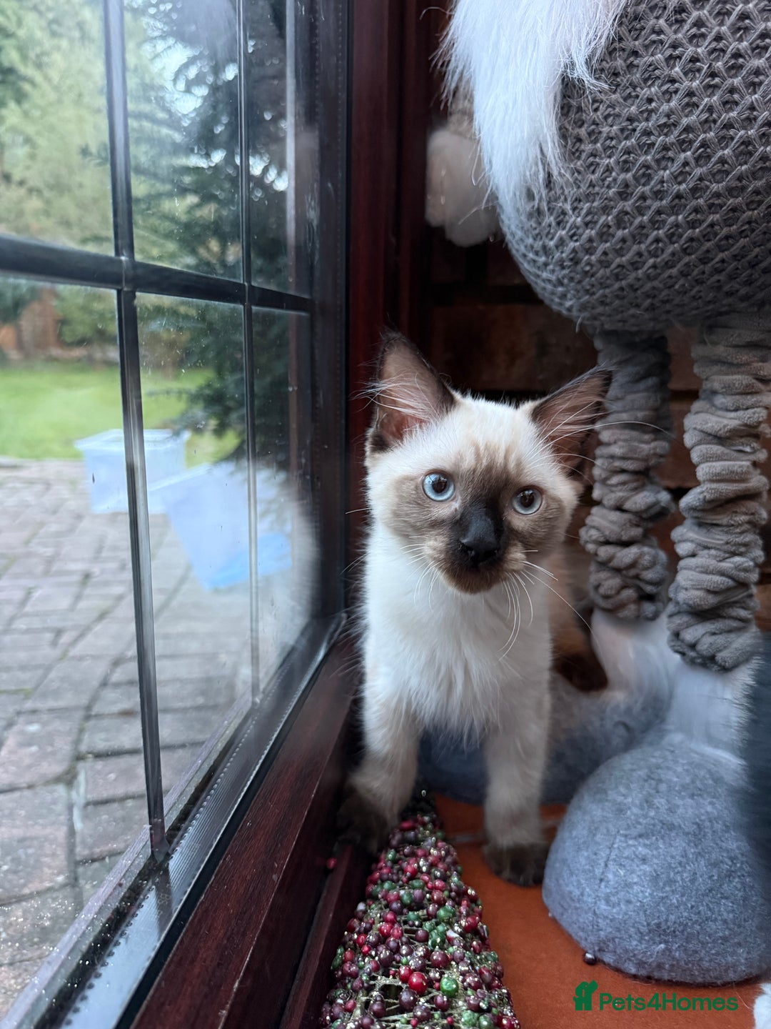 Ragdoll cats for sale: Ragdoll kittens for sale  - Image 34