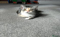 Persian cats for sale: Female Himalayan X chinchilla Persian Kitten  - Image 3