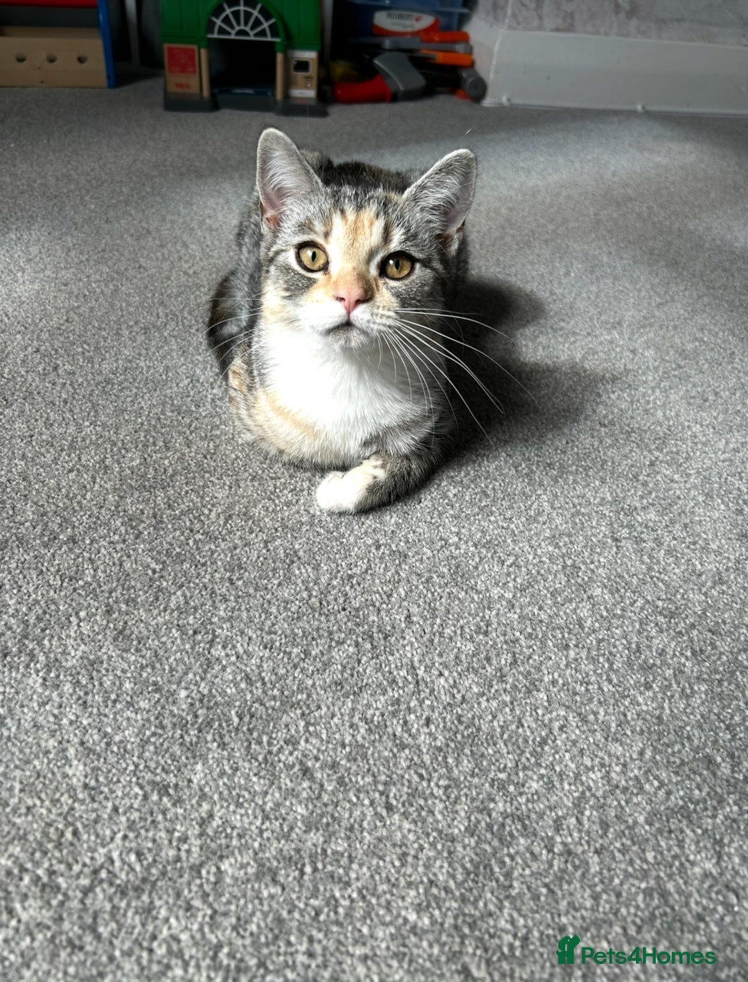Persian cats for sale: Female Himalayan X chinchilla Persian Kitten  - Image 3