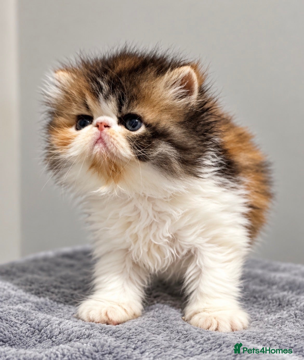 Persian cats for sale: 🔥💗 FEMALE PERSIAN KITTEN CHAMPION LINES 🔥💗 - Advert 13