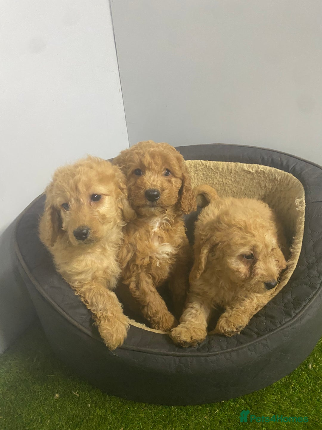 Cockapoo dogs for sale: Beautiful 8 week old cockapoo puppies - Advert 3