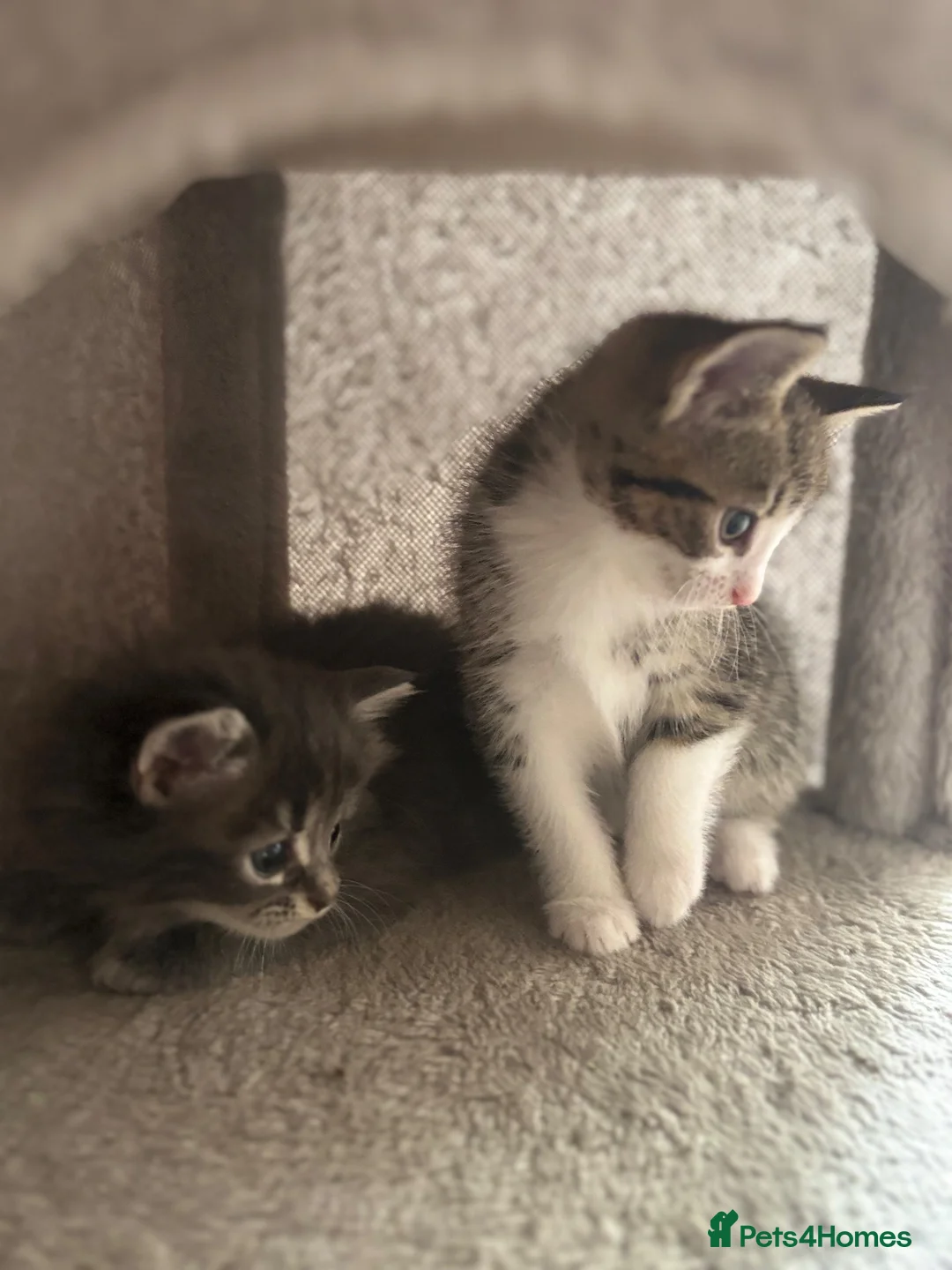 Mixed Breed cats for sale: Kittens for sale  in Milton Keynes - Advert 19