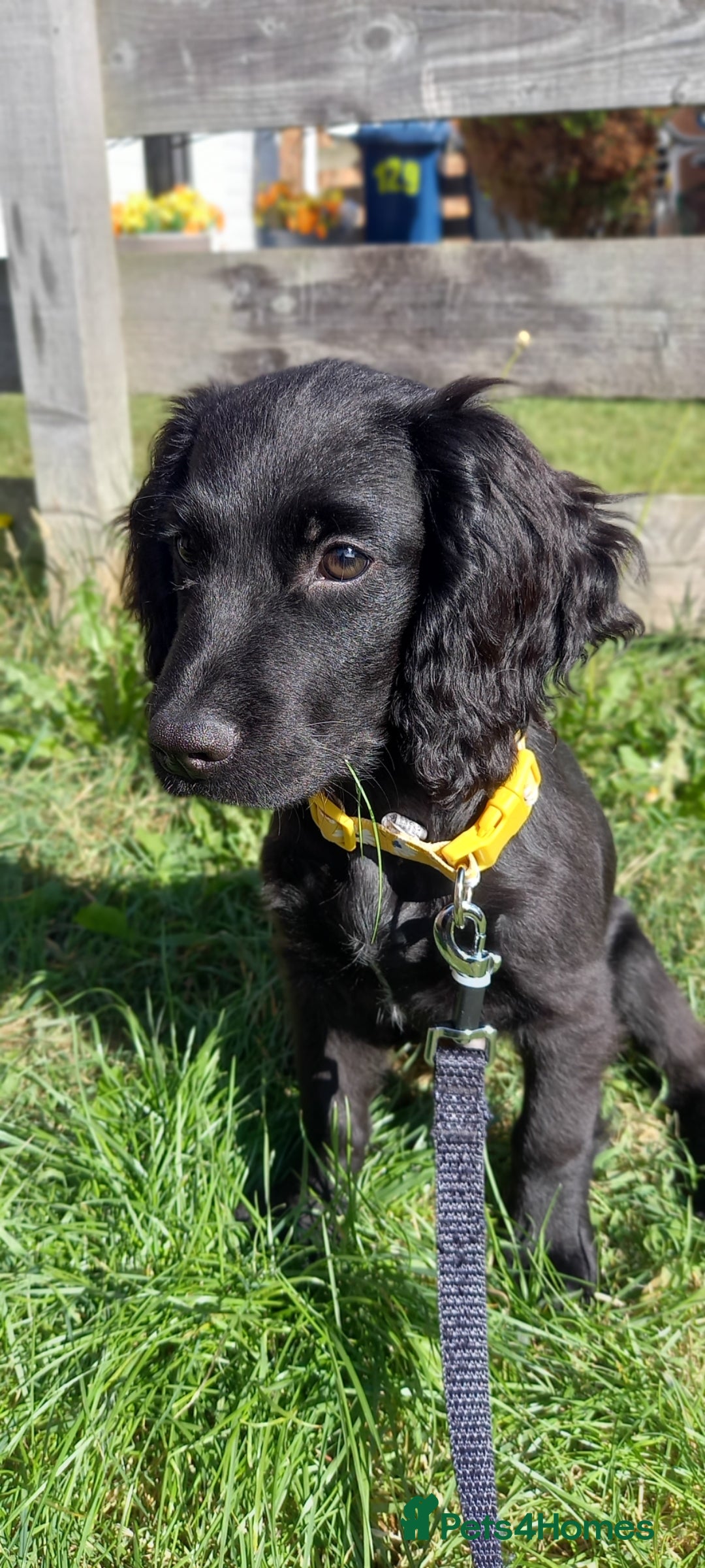 Cocker Spaniel dogs for sale: Working cocker spaniel puppy  - Image 1
