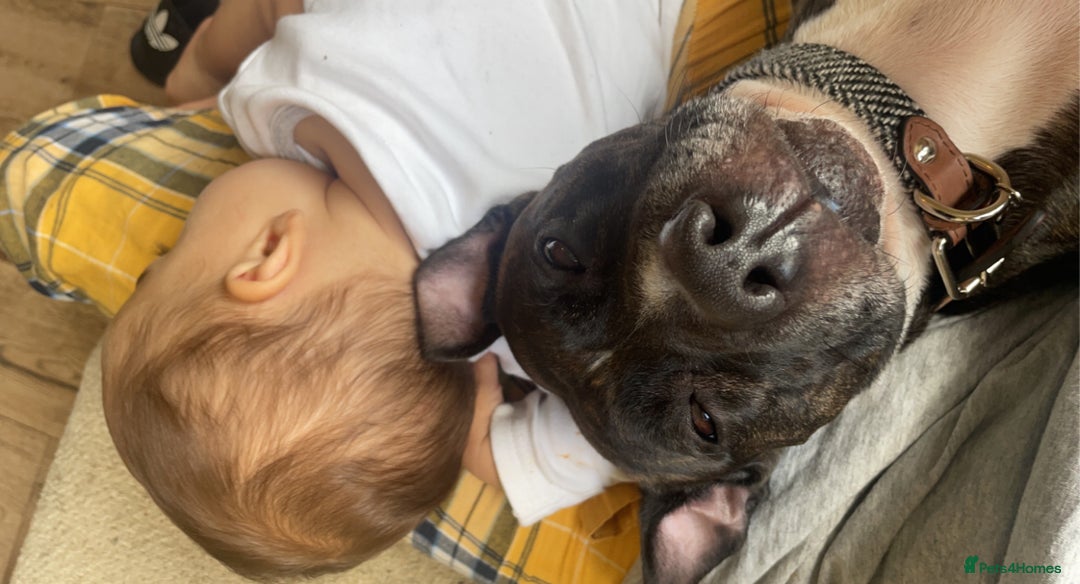 Mixed Breed dogs for sale: Staffy cross looking for a loving home  - Advert 4