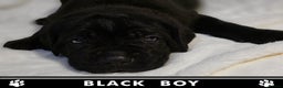 Cane Corso dogs for sale: ⭐️Cane Corso Pups⭐️Pure Championship Genes🏆 - Advert 4