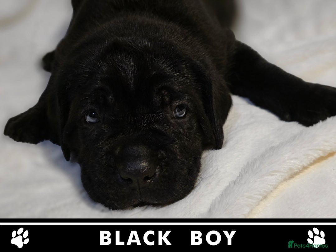 Cane Corso dogs for sale: ⭐️Cane Corso Pups⭐️Pure Championship Genes🏆 - Advert 4