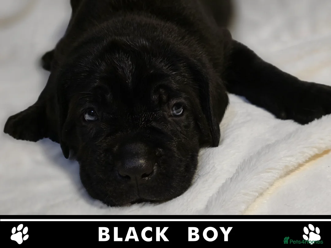 Cane Corso dogs for sale: ⭐️Cane Corso Pups⭐️Pure Championship Genes🏆 - Advert 4