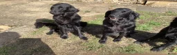 Flat coated Retriever dogs for sale: Working flat coated retrievers  - Advert 3