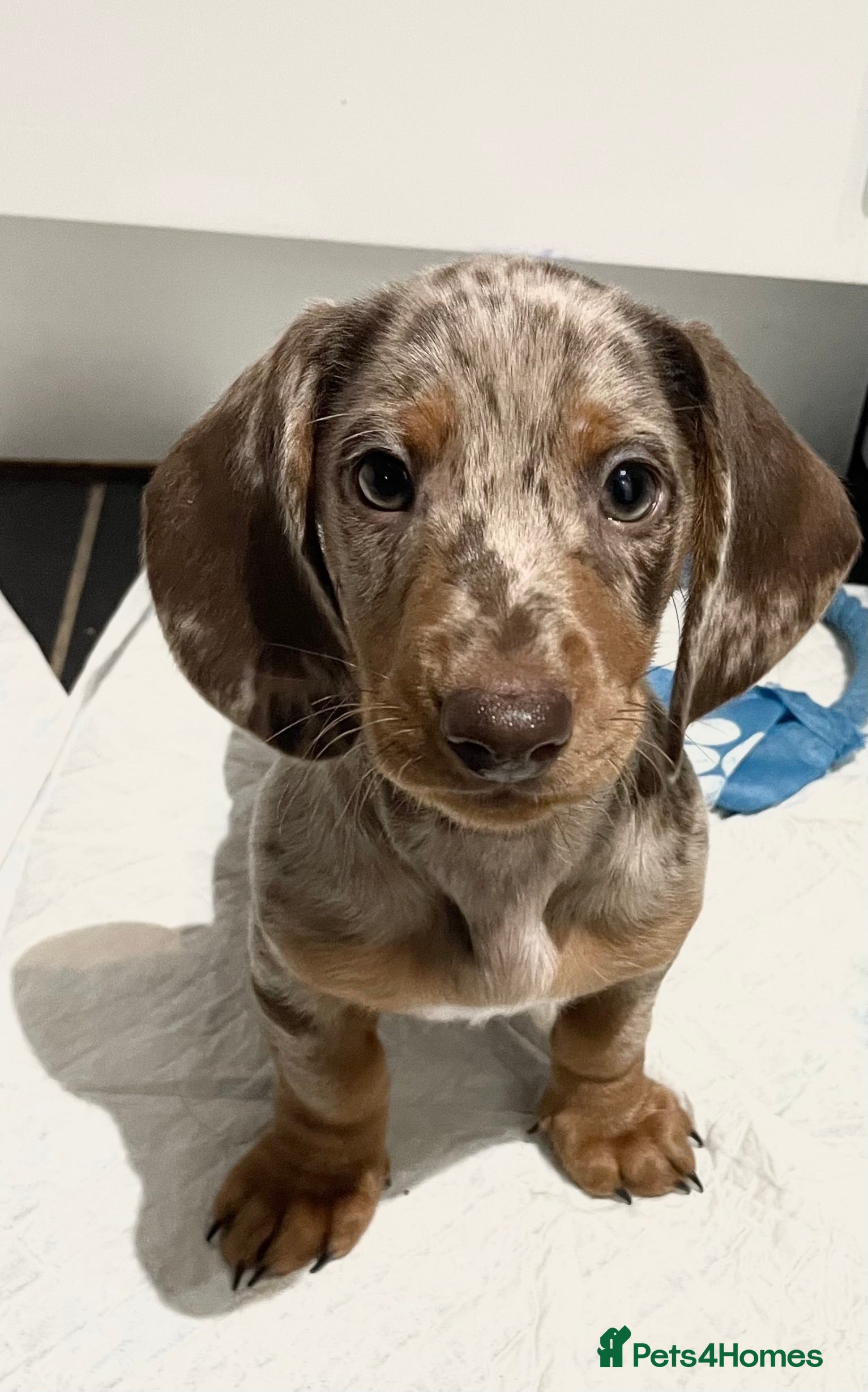 Miniature Dachshund dogs Miniature Dachshund Pups READY NOW! - Advert 6