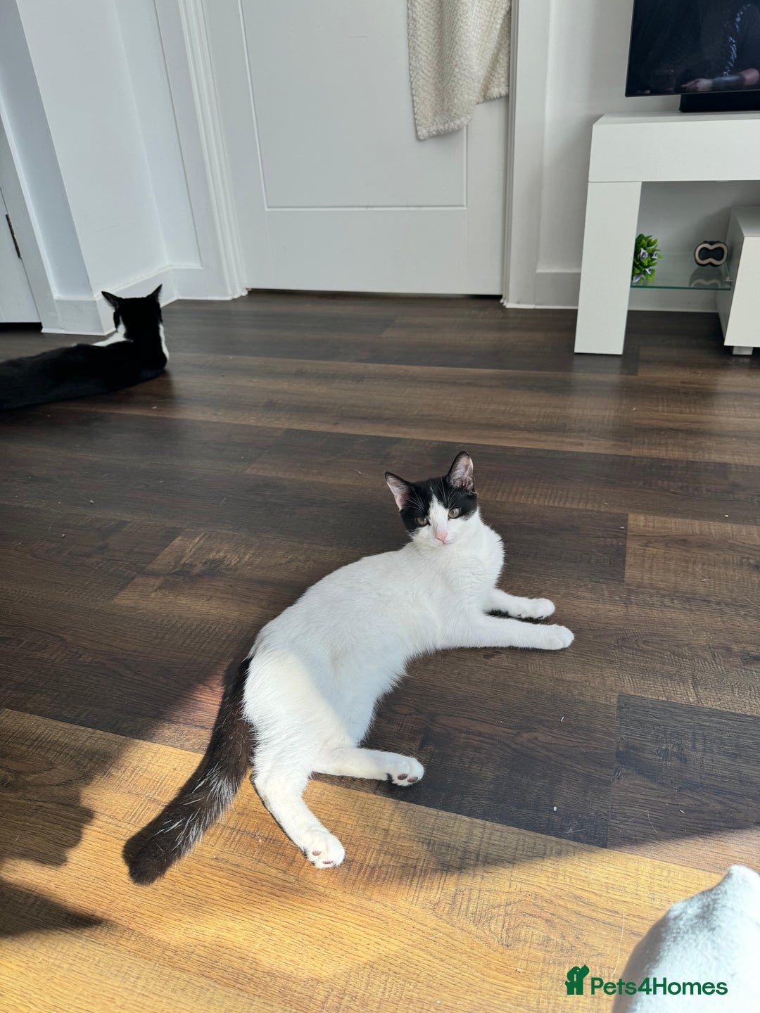 American Shorthair cats for sale: sister and brother - Advert 4