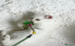 Scottish Fold cats for sale: Full pedigree Scottish fold in Croydon - Image 11