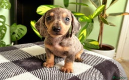 Dachshund dogs for sale: Lovely purebred Dachshund❤️💚🩵 - Image 5